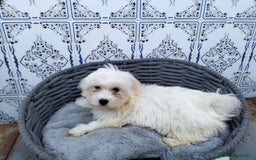 Bichón Maltés perros en venta: Bichón maltés 3 machitos  - Imagen 8