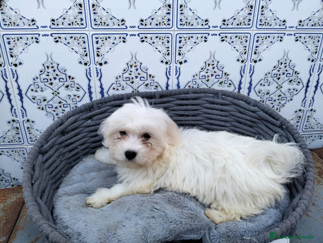 Bichón Maltés perros en venta: Bichón maltés 3 machitos  - Imagen 8