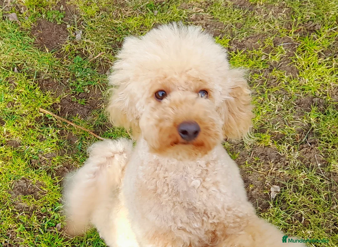 Imagen de galería {{count}}