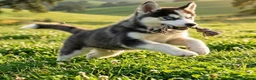 Husky Siberiano perros en venta: Husky  - Anuncio 1