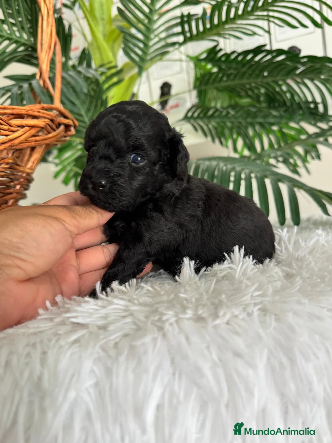 Caniche Toy perros en venta: CANICHE TOY HEMBRA - Anuncio 2