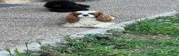 Cavalier King Charles Spaniel perros en venta: Cachorros Cavalier King charles spaniel - Anuncio 5