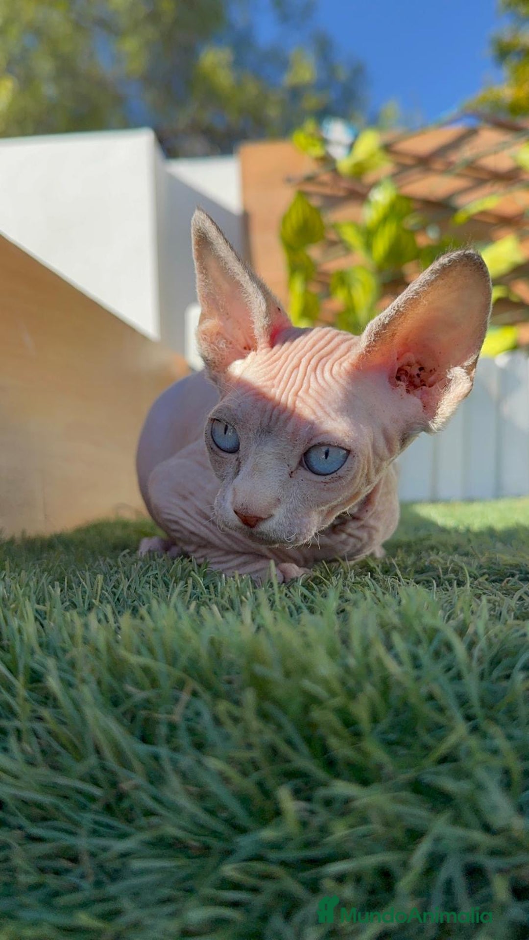 Sphynx gatos en venta: GATITAS SpHYNX - Anuncio 15