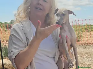 Pequeño Lebrel Italiano perros Galgo italiano - Anuncio 1