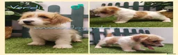 Jack Russell Terrier perros en venta: Jack Russell Terrier - Anuncio 6