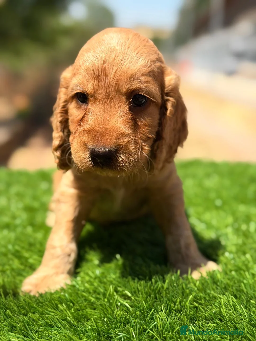 Cocker Spaniel Inglés perros en venta: CAMADA COCKER SPANIEL DORADO - Anuncio 1