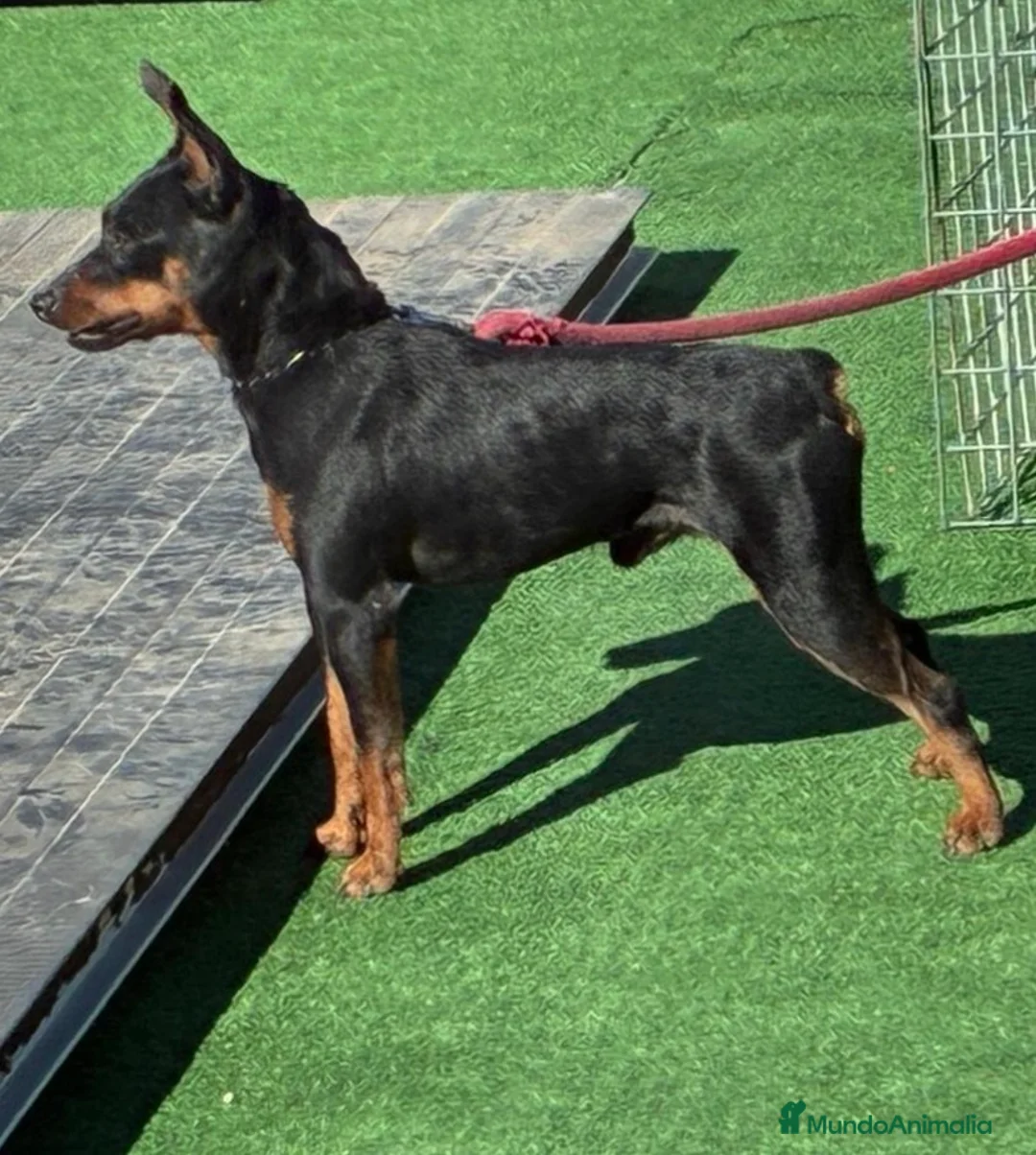Pinscher Miniatura perros en venta: Pinscher miniatura  - Anuncio 2