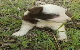 Border Collie perros en venta: Border collie chocolate hembra - Imagen 1