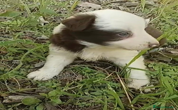 Border Collie perros - Propaganda 3