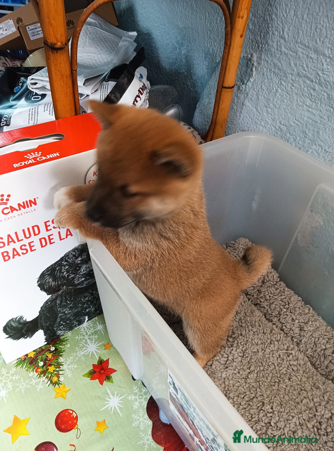Shiba Inu perros en venta: Shiba inu - Imagen 3