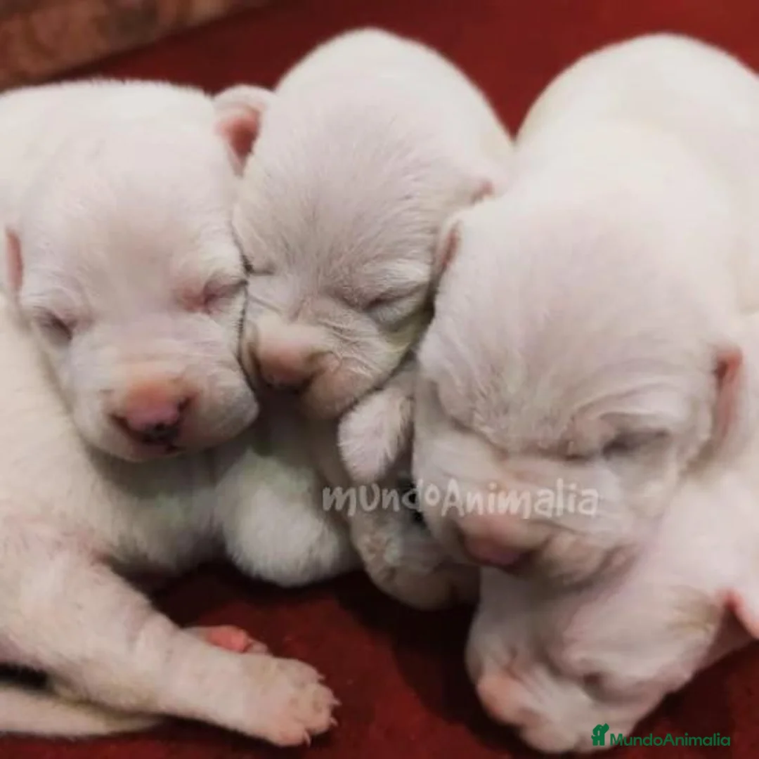 Imagen de galería {{count}}