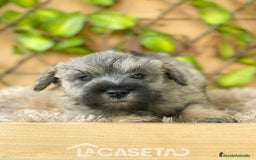 Schnauzer Miniatura perros en venta: Camada de Mila - Imagen 4