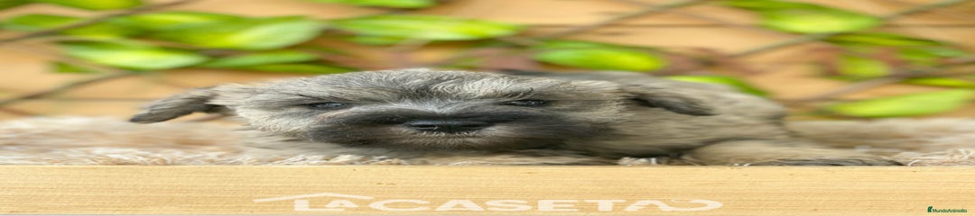 Schnauzer Miniatura Cachorro 3017