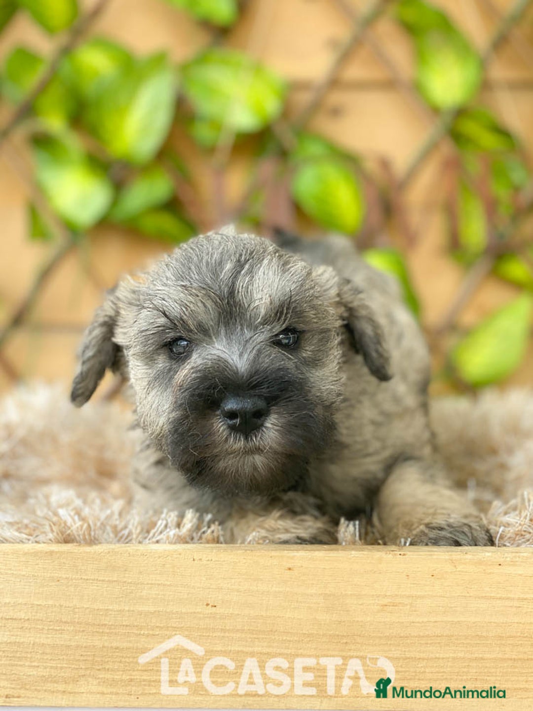 Schnauzer Miniatura perros en venta: Camada de Mila - Imagen 4