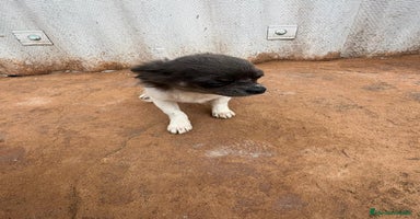 Chihuahua perros OPORTUNIDAD Macho chihuahua toy  - Anuncio 4