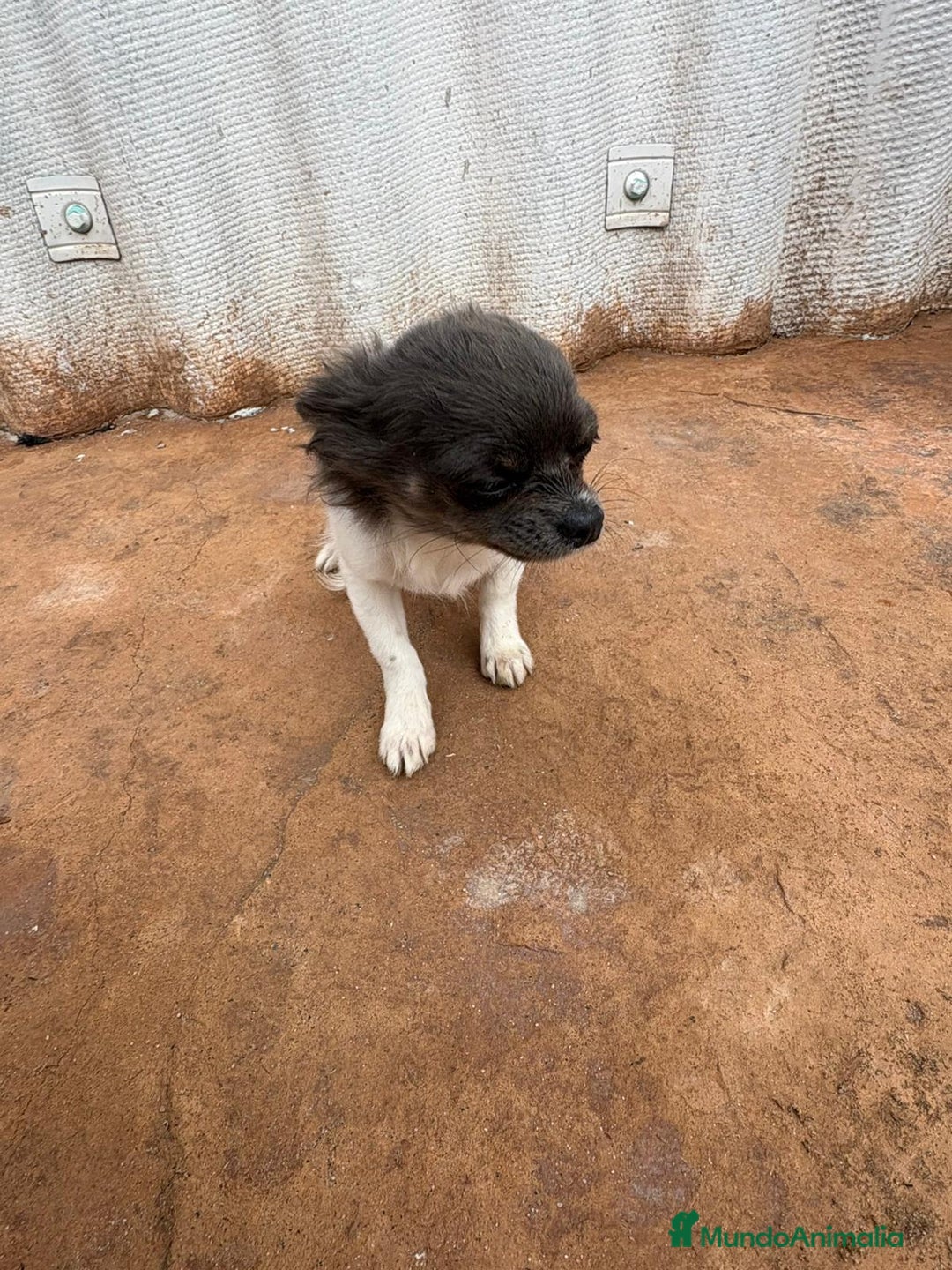 Chihuahua perros en venta: OPORTUNIDAD Macho chihuahua toy  - Anuncio 3