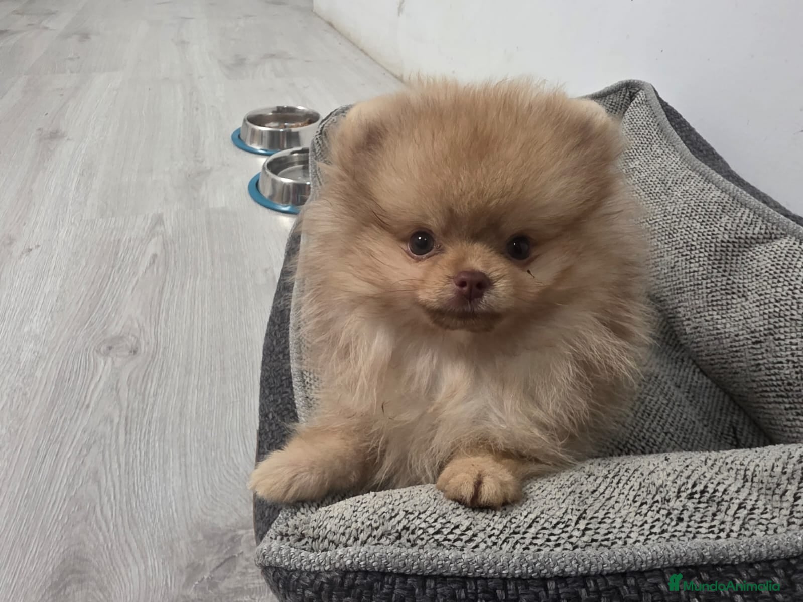 Pomerania perros Pomerania mini - Anuncio 2