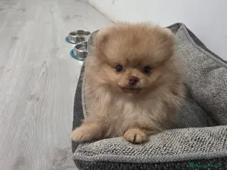 Pomerania perros Pomerania mini - Anuncio 2