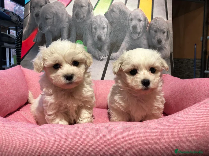 Imagen de galería {{count}}