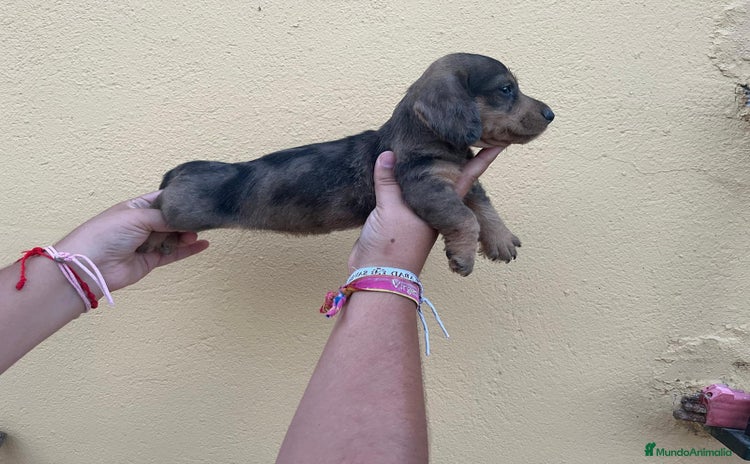 Teckel Miniatura perros - Anuncio 8