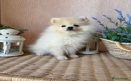 Pomerania perros en venta: Pomerania Macho con todas las vacunas!! - Anuncio 3