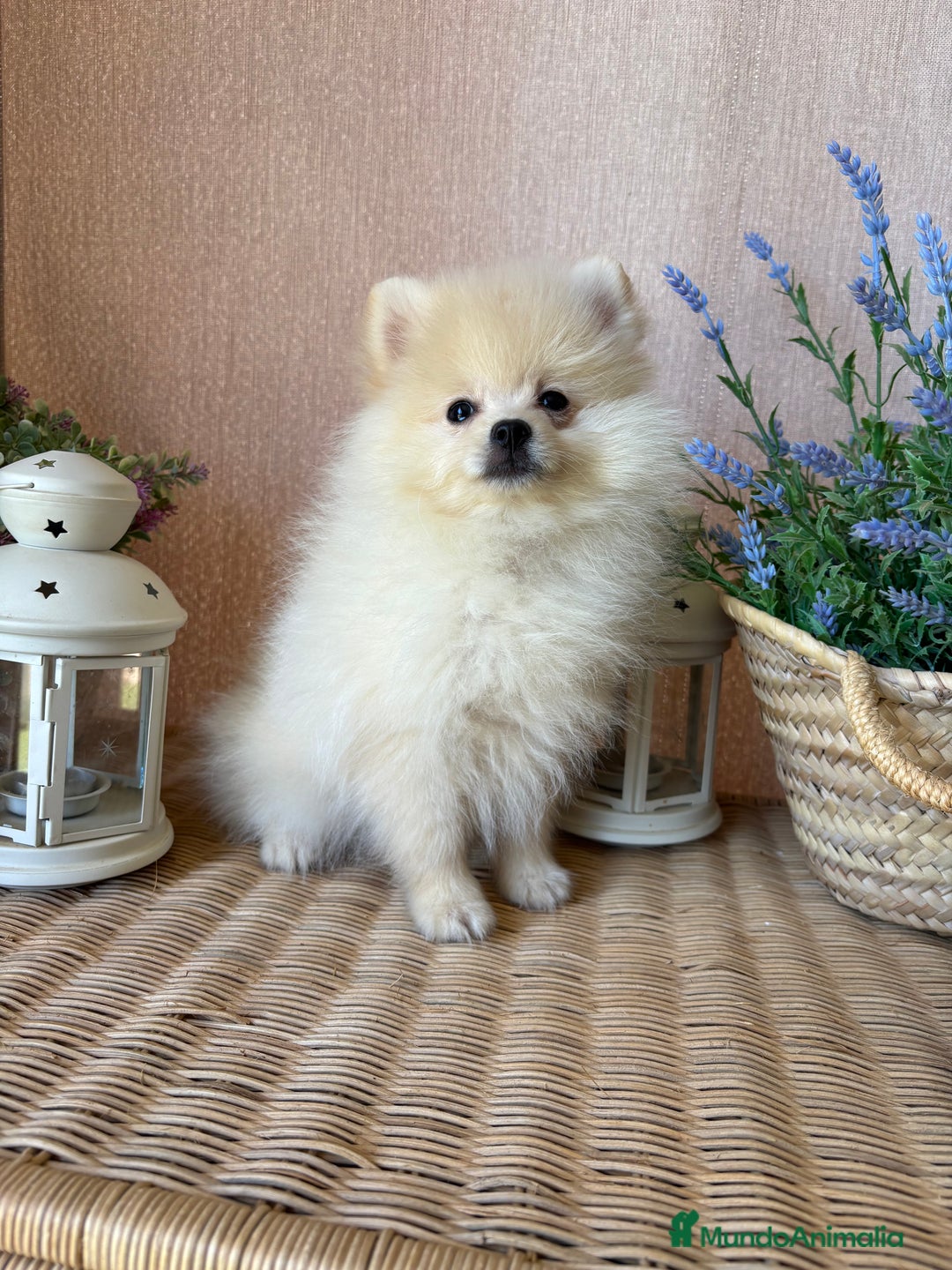 Pomerania perros en venta: Pomerania Macho con todas las vacunas!! - Anuncio 3