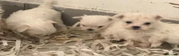 Bichón Maltés perros en venta: Camada Bichon maltes  - Anuncio 4