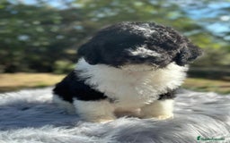 Perro de Agua Español perros en venta: Perro de agua  - Imagen 4
