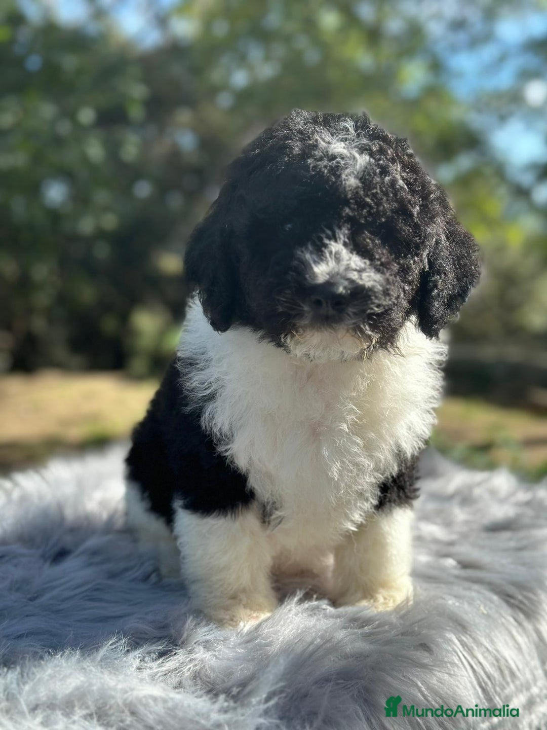 Perro de Agua Español perros en venta: Perro de agua  - Imagen 4