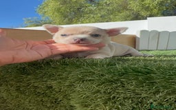 Chihuahua perros en venta: CHIHUAHUA HEMBRA - Imagen 14