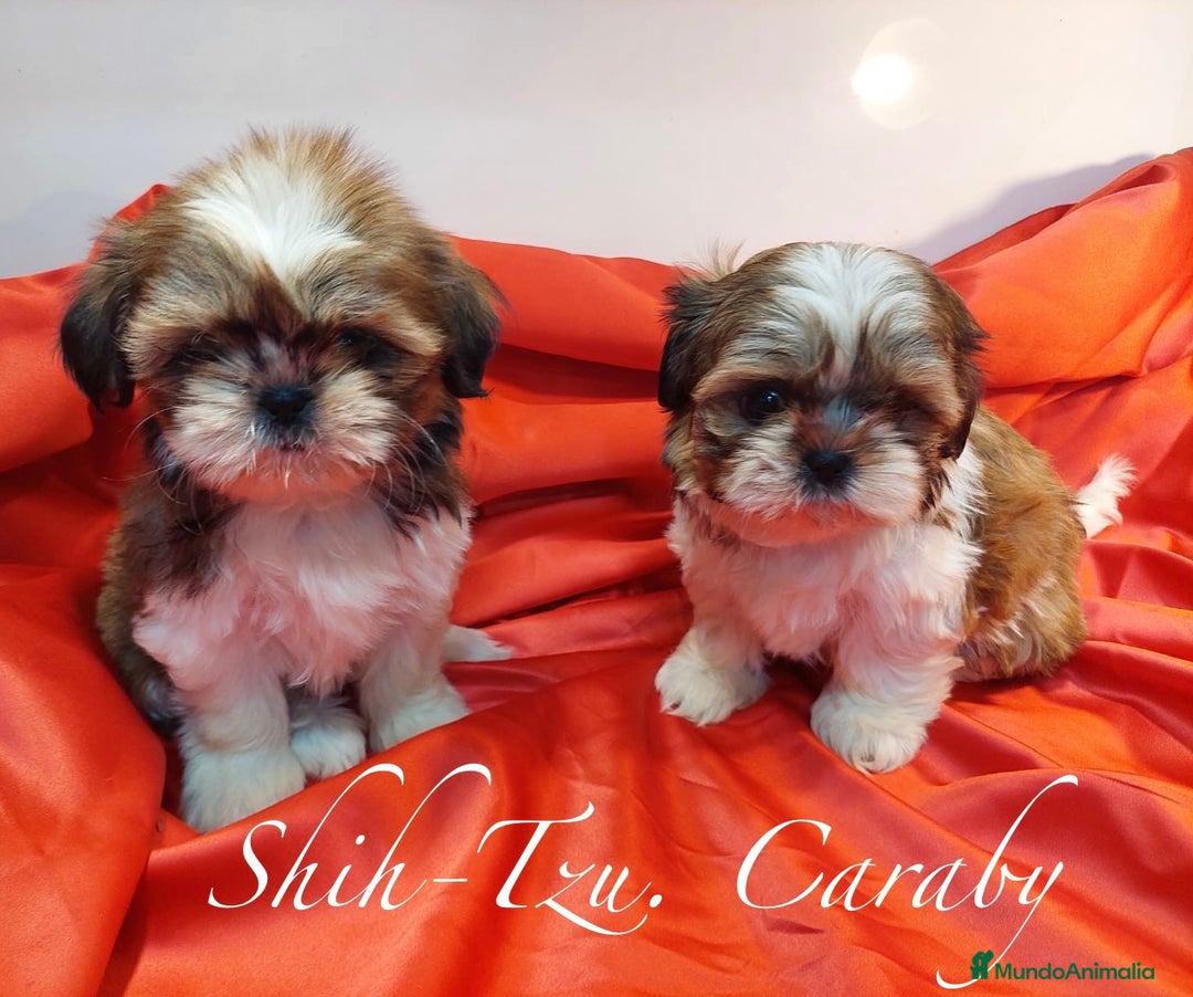 Shih Tzu perros en venta:  Shih-Tzu En Caraby Benidorm  en Alicante - Anuncio 4