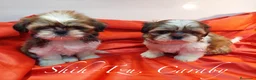 Shih Tzu perros en venta:  Shih-Tzu En Caraby Benidorm  en Alicante - Anuncio 4