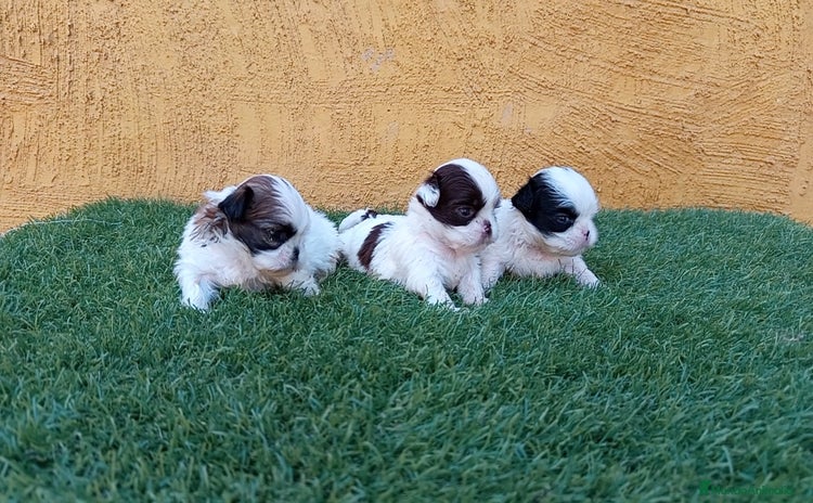 Shih Tzu perros - Anuncio 3