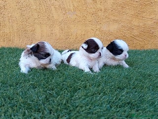 Shih Tzu perros - Anuncio 18