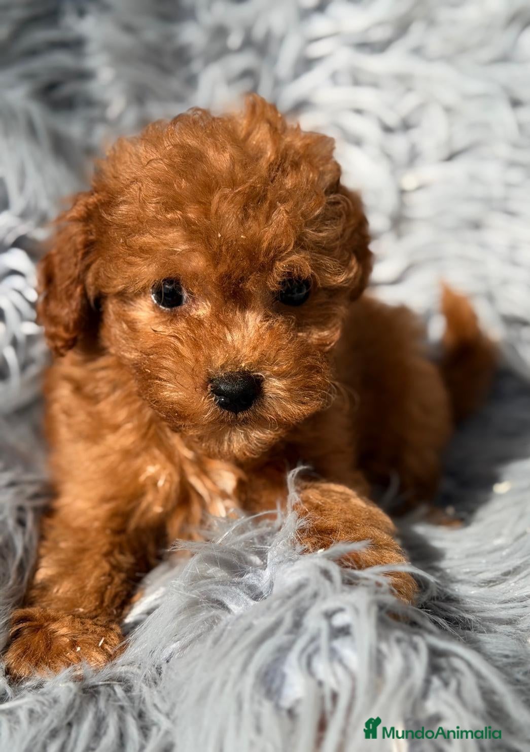 Maltipoo perros en venta: MALTIPOO - Anuncio 1