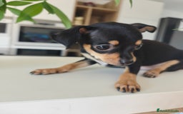 Pinscher Miniatura perros en venta: Mini Pincher espectacular!! - Imagen 7