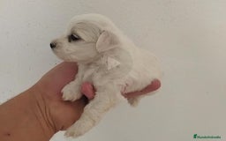 Bichón Maltés perros en venta: Bicho maltes macho  - Imagen 1