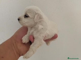Bichón Maltés perros - Anuncio 11