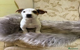 Jack Russell Terrier perros en venta: Cachorros de Jack Russell  - Imagen 15