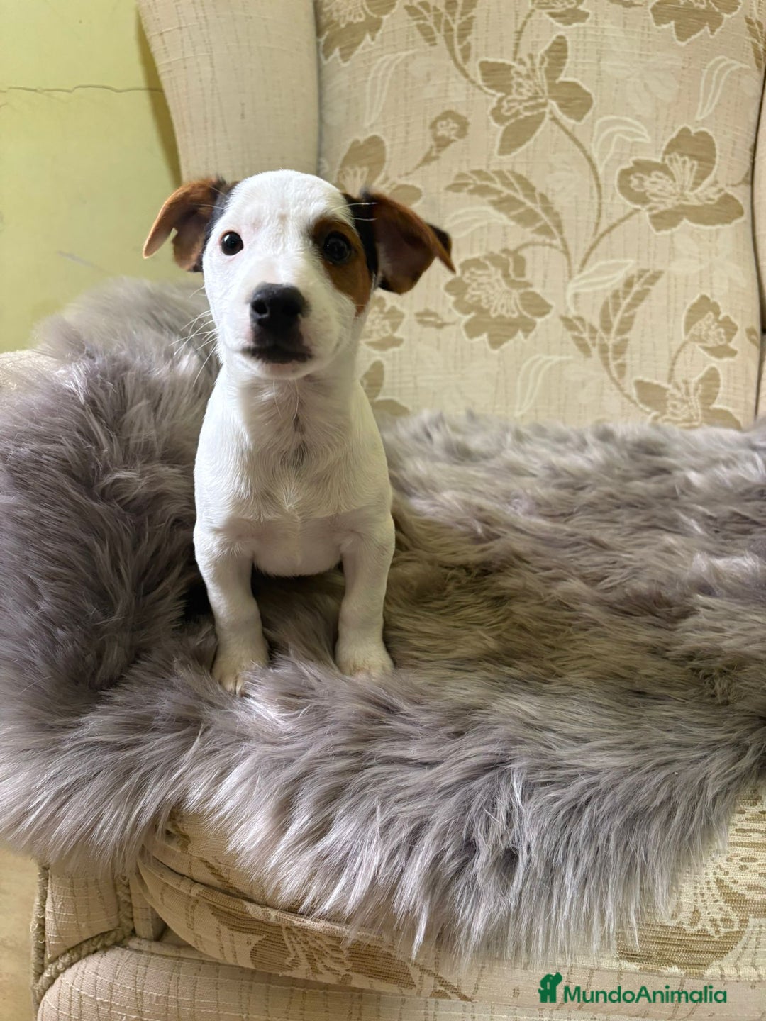 Jack Russell Terrier perros en venta: Cachorros de Jack Russell  - Imagen 15