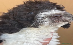 Perro de Agua Español perros en venta: Cachorros perro de agua español  - Imagen 2