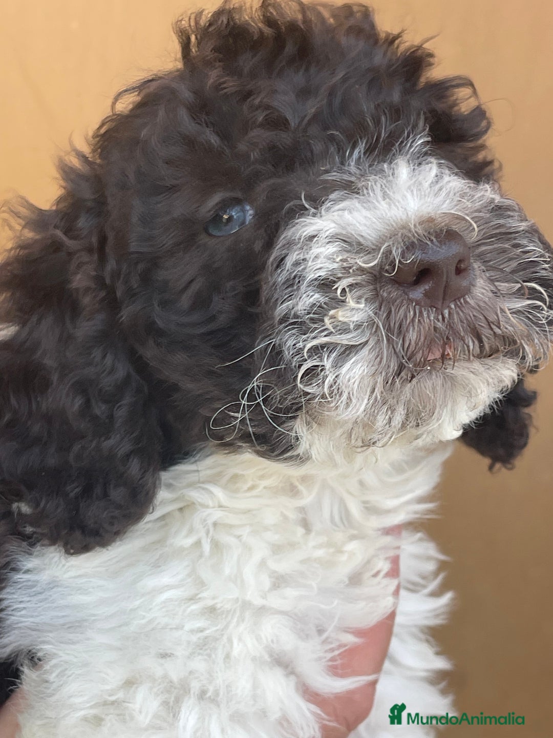 Perro de Agua Español perros en venta: Cachorros perro de agua español  - Imagen 2
