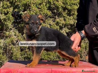 Pastor Alemán perros PASTOR ALEMAN EXCELENTE MORFOLOGIA en Asturias - Anuncio 22