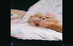 Pomerania perros en venta: Pomerania y selección de belleza  🩷 - Imagen 9