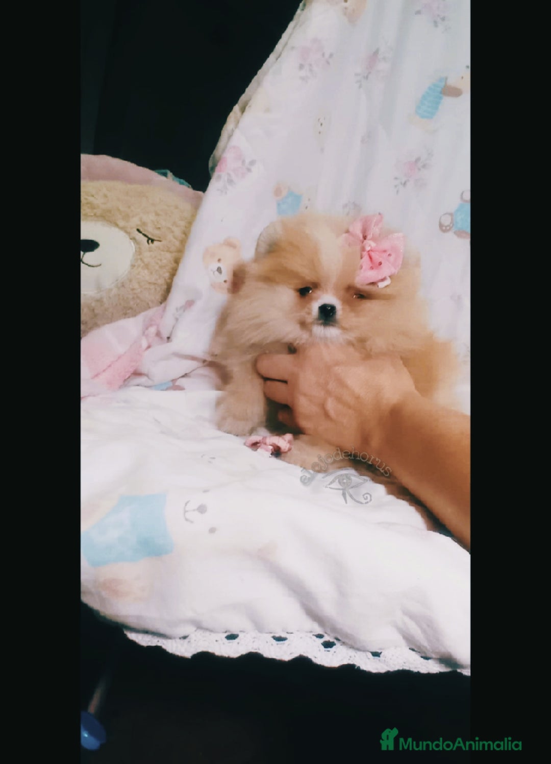 Pomerania perros en venta: Pomerania y selección de belleza  🩷 - Imagen 9