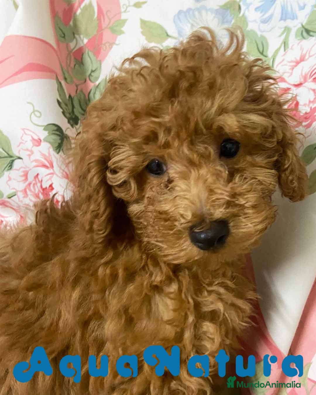 Caniche Enano perros Caniche Macho de Camila y Can 8995 - AQUANATURA en Barcelona - Anuncio 9