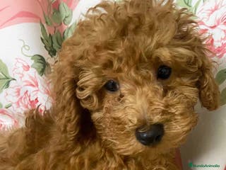 Caniche Enano perros Caniche Macho de Camila y Can 8995 - AQUANATURA en Barcelona - Anuncio 22