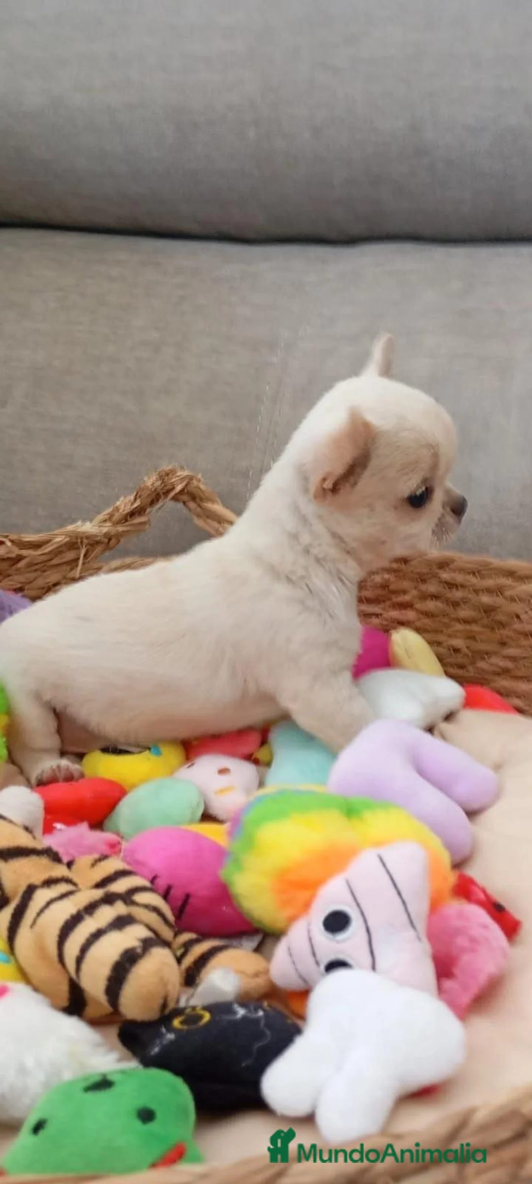 Chihuahua perros en venta: Chihuahua  - Anuncio 5