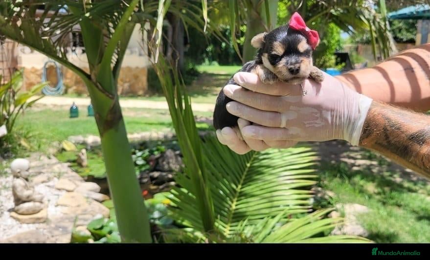 Yorkshire Terrier perros Yorkshire terrier cachorros🦋 - Anuncio 1