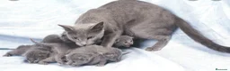 Azul Ruso gatos en venta: Azul ruso  - Anuncio 5